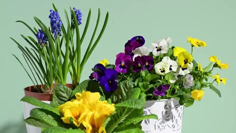 Pots with spring flowers Stock Footage 304275606