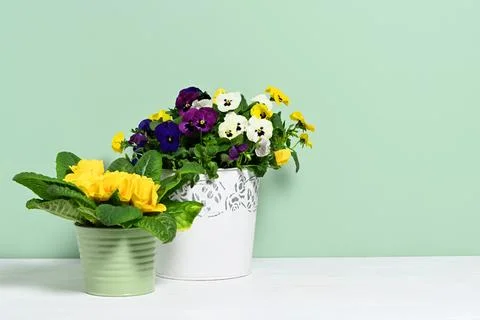 Pots with spring flowers Stock Photos