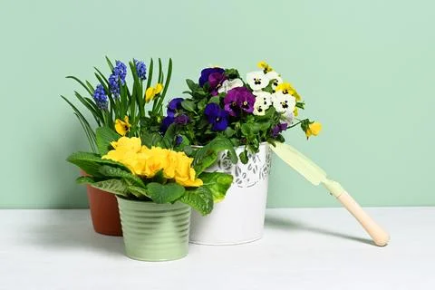 Pots with spring flowers Foto stock