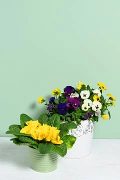 Pots with spring flowers Stock Photos