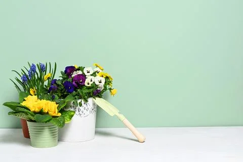 Pots with spring flowers Stock Photos