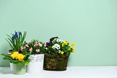 Pots with spring flowers Foto stock