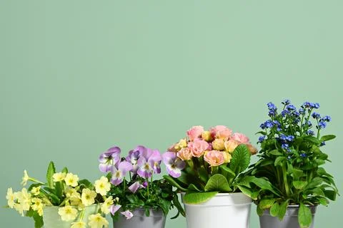 Pots with spring flowers Stock Photos