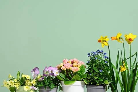 Pots with spring flowers Stock Photos