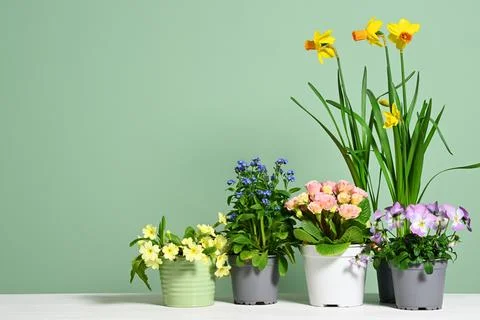Pots with spring flowers 库存照片