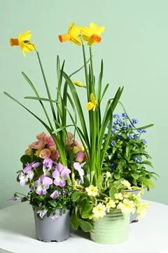 Pots with spring flowers Stock Photos