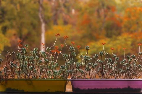 Pots with succulent plants Stock Photos