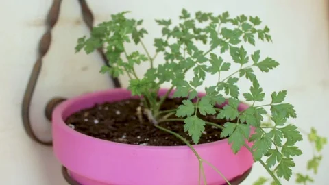 Pots on the terrace Stock Footage 86363891
