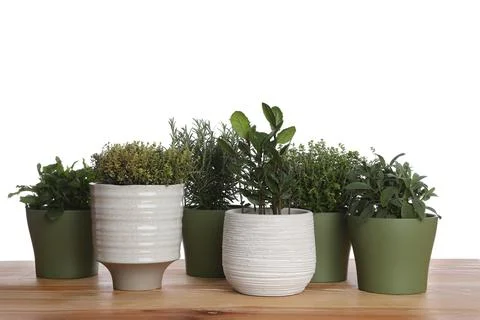 Pots with thyme, bay, sage, mint and rosemary on wooden table against white b Stock Photos