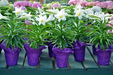 Pots of white easter lilies Stock Photos