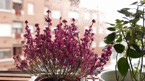 Pots on the window sill Stock Footage 86848721