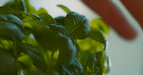 Potted basil, close-up. Leaves of intense green color, with drops of dew, are Stock Footage 130778676