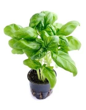 Potted basil isolated. Stock Photos