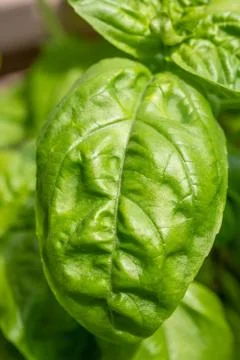 Potted basil leaf close up 库存照片