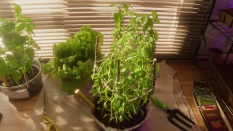 Potted Basil with Lettuce Plants Growing Indoors under Sunlight Stock Footage 340626008