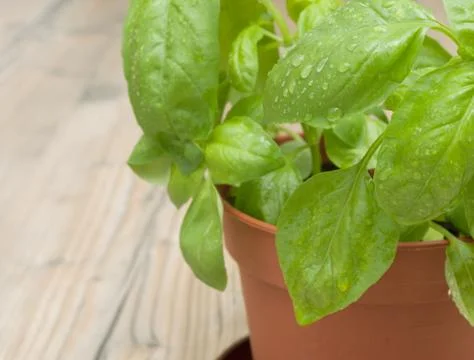 Potted basil Stock Photos