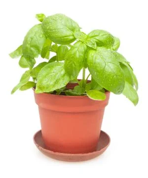 Potted basil Stock Photos