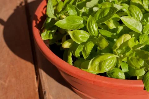 Potted basil Stock Photos