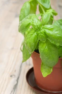 Potted basil Stock Photos