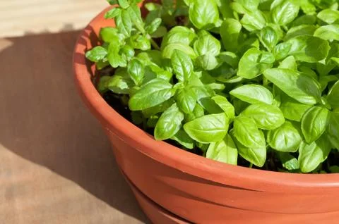 Potted basil Stock Photos