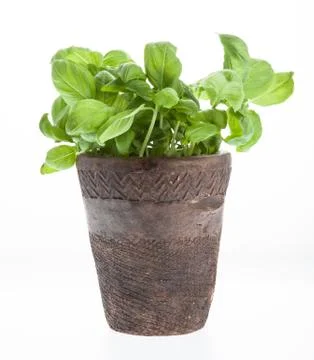 Potted Basil Stock Photos