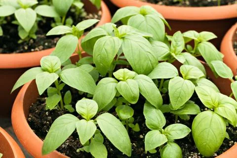 Potted Basil Plants Stock Photos