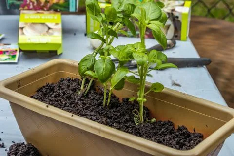 Potted basil on a white table Stock Photos
