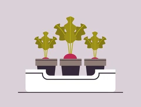 Potted beetroot or raddish plants in pots planting greenhouse botanical Stock Illustration