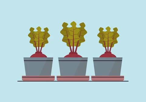 Potted beetroot or radish plants in pots planting greenhouse botanical gegetable Stock Illustration