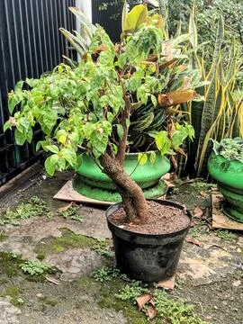 Potted Bonsai Stock Photos