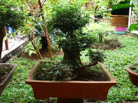 Potted bonsai plants 2 Stock Photos