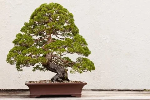 Potted Bonsai Tree Stock Photos