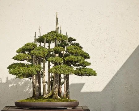 Potted Bonsai Tree Stock Photos
