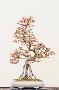 Potted Bonsai Tree Stock Photos