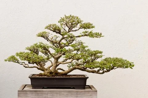 Potted Bonsai Tree Stock Photos