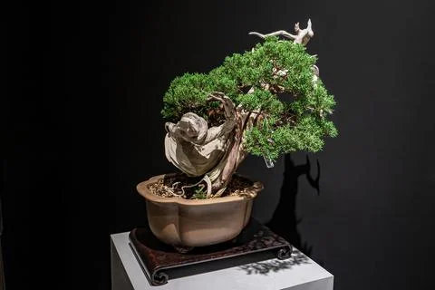 Potted bonsai tree Stock Photos
