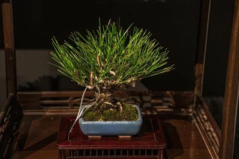 Potted bonsai tree Foto stock