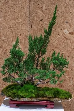 Potted bonsai tree Foto stock