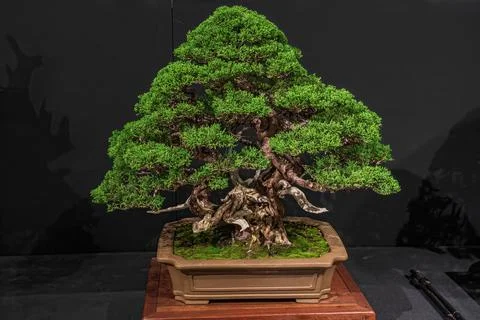 Potted bonsai tree Stock Photos