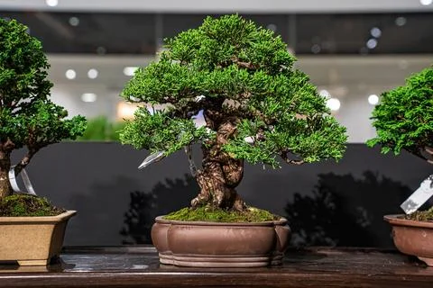 Potted bonsai tree Stock Photos