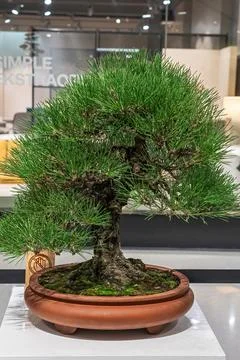 Potted bonsai tree Stock Photos
