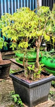Potted Bonsai Trees Stock Photos