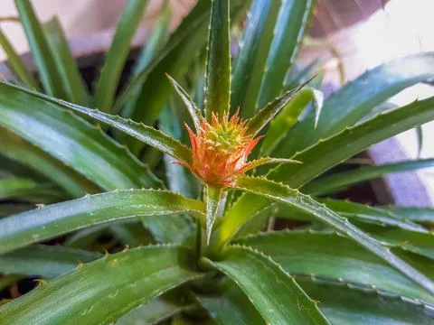 Potted Bromeliad Pineapple Stock Photos