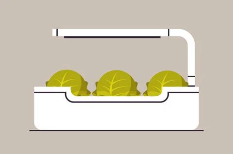 Potted cabbage lettuce plants in pot with lamp planting greenhouse botanical Stock Illustration