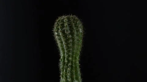 Potted cactus Stock Footage 154427535
