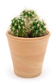 Potted Cactus Isolated on a White Background Foto stock