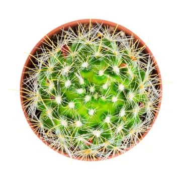 Potted Cactus Stock Photos