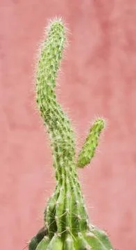 Potted cactus Stock-Fotos