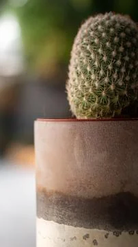 Potted cactus Stock Photos