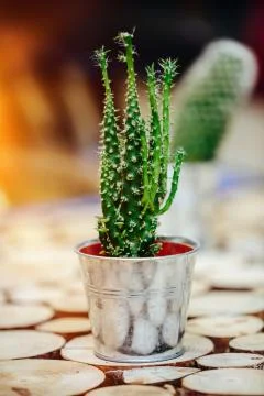 Potted cactus Stock Photos